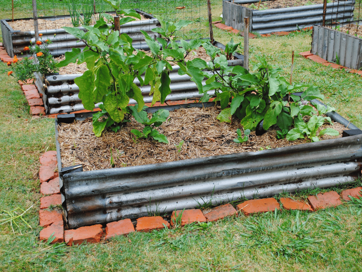 How to prepare raised garden beds for planting